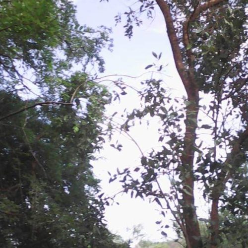 WhatsApp Image 2025-02-13 at 6.52.16 AM